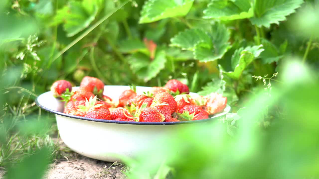 女人在菜园里收获草莓，把草莓放在碗里视频素材