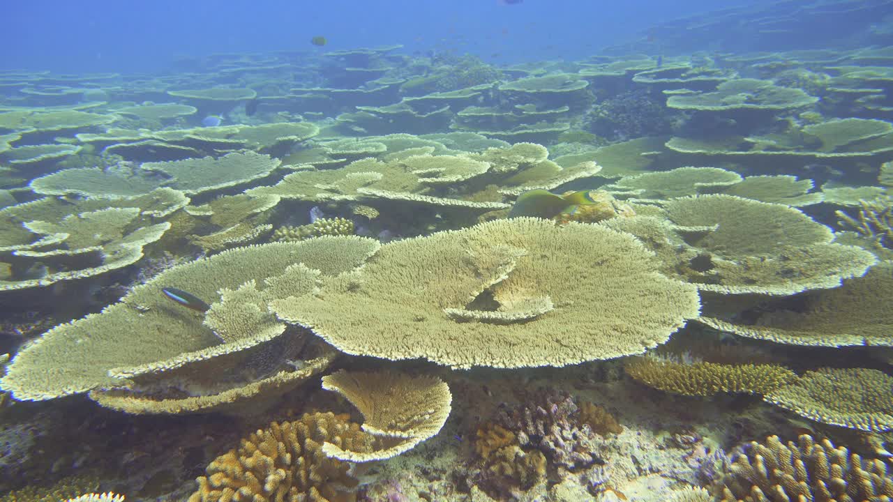 马尔代夫珊瑚礁底部的硬珊瑚视频素材