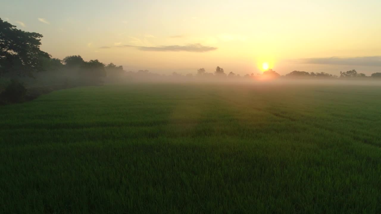 绿色的稻田与雾在日出时间视频下载