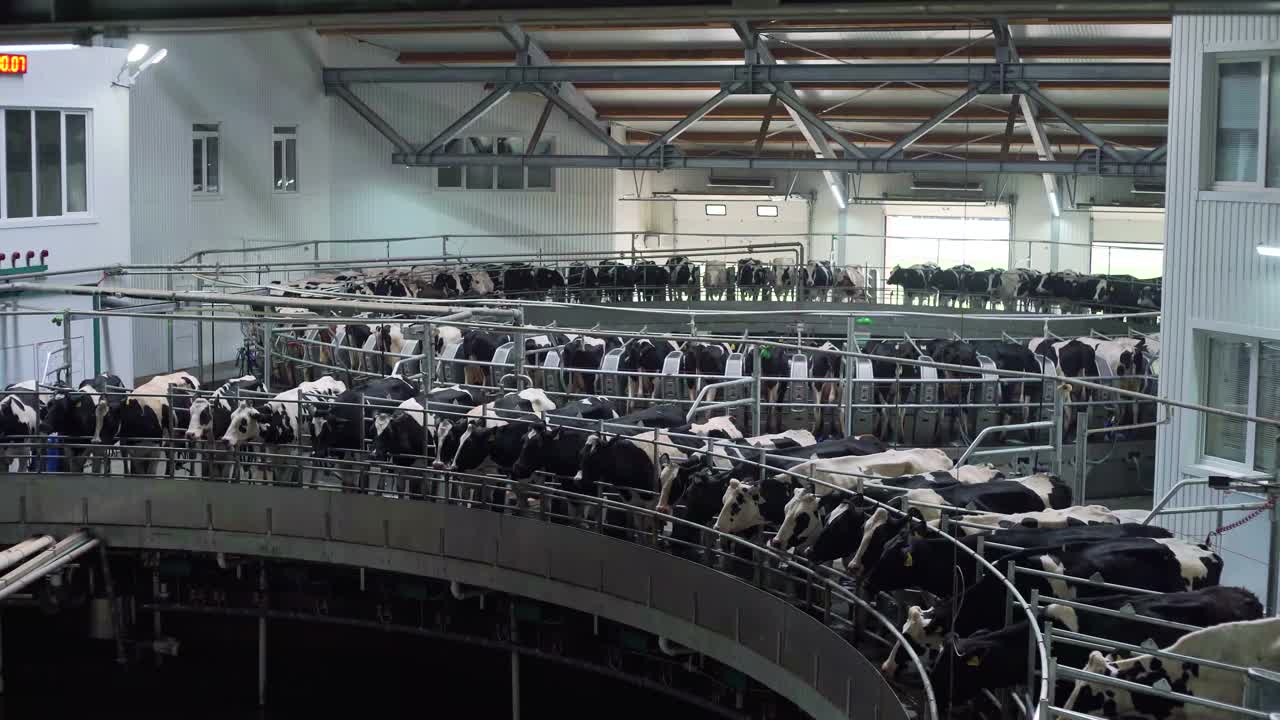 在现代畜牧录像系统中，采用工业自动旋转挤奶系统对奶牛进行挤奶视频素材