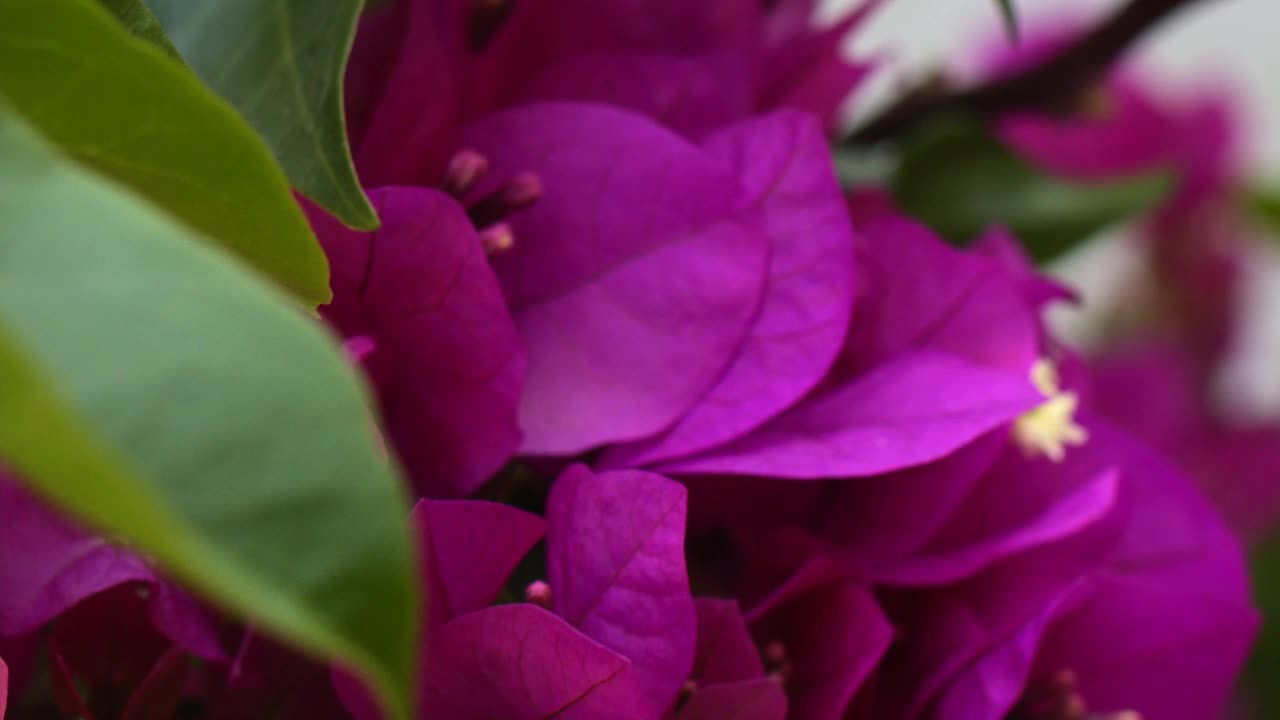 自然界的粉色花朵视频素材