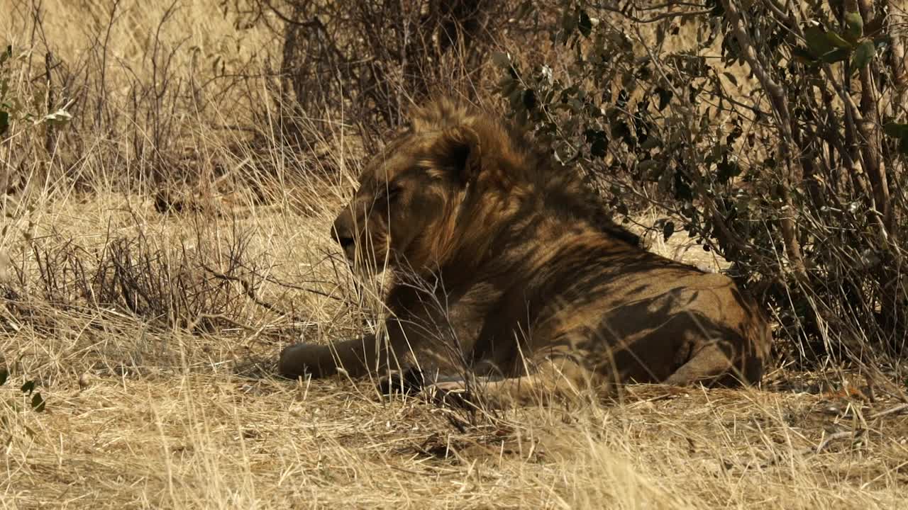 非洲——躺着的狮子视频素材
