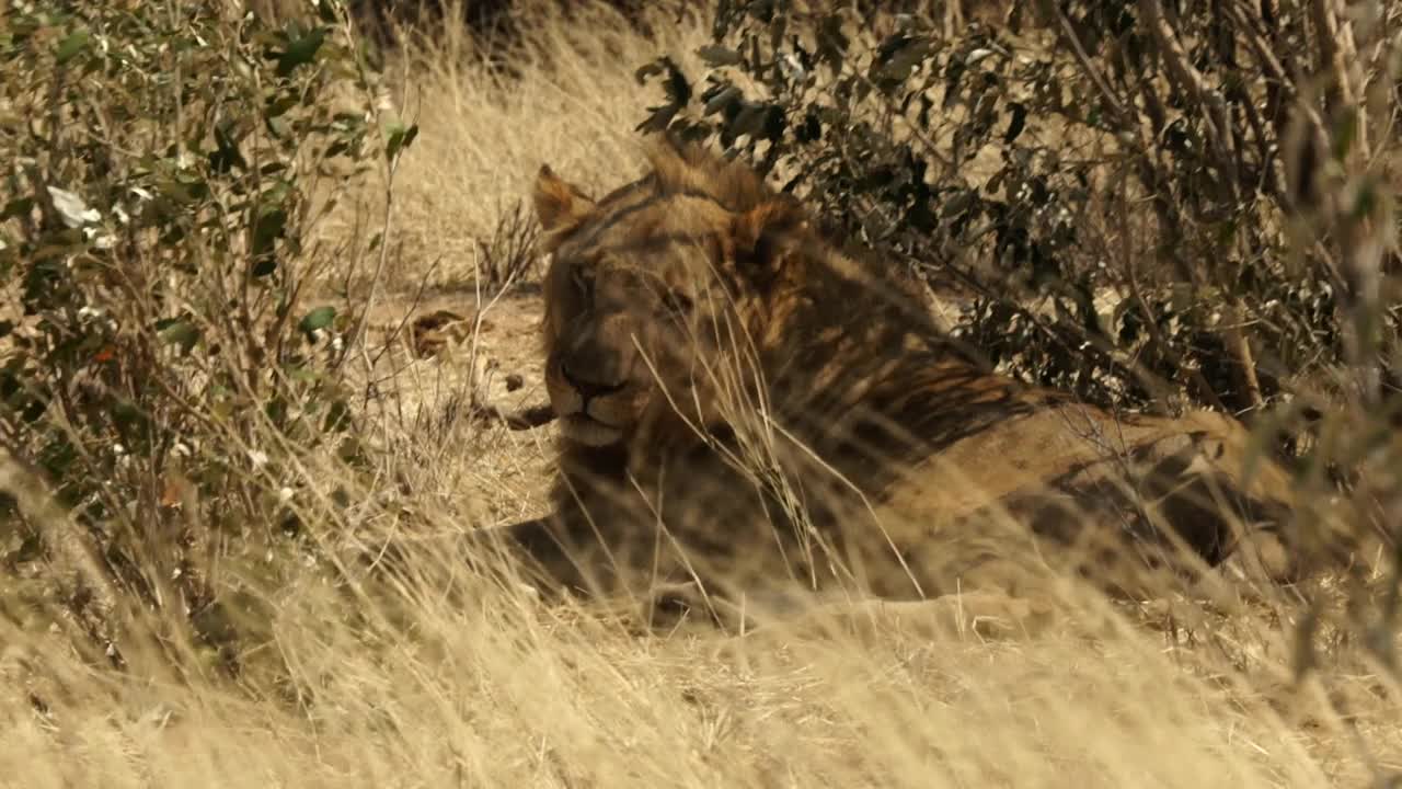 非洲——躺着的狮子视频素材