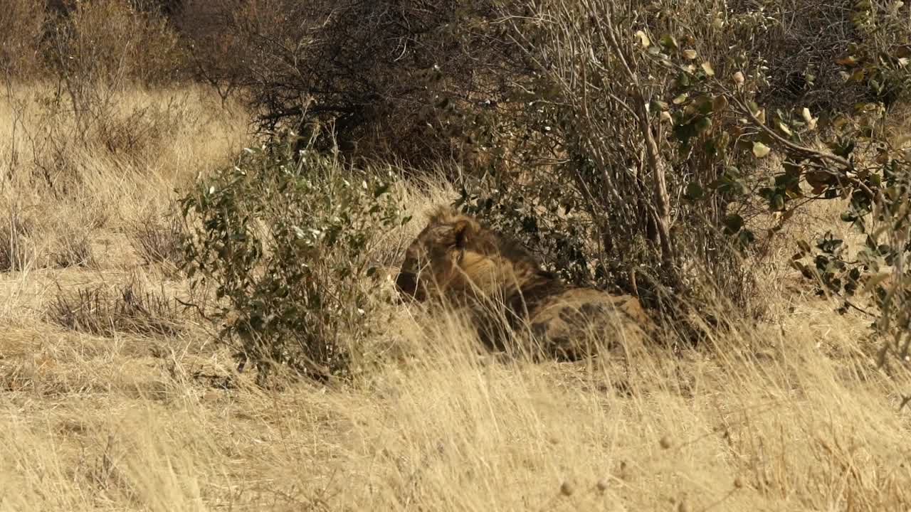 非洲-狮子休息视频素材