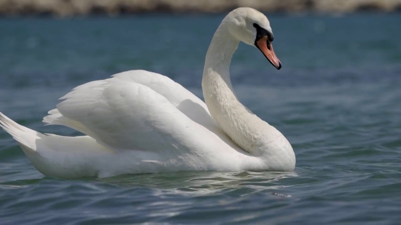 一只优雅的白天鹅在湖面上轻拂着羽毛的特写镜头。高贵的鸟。视频素材