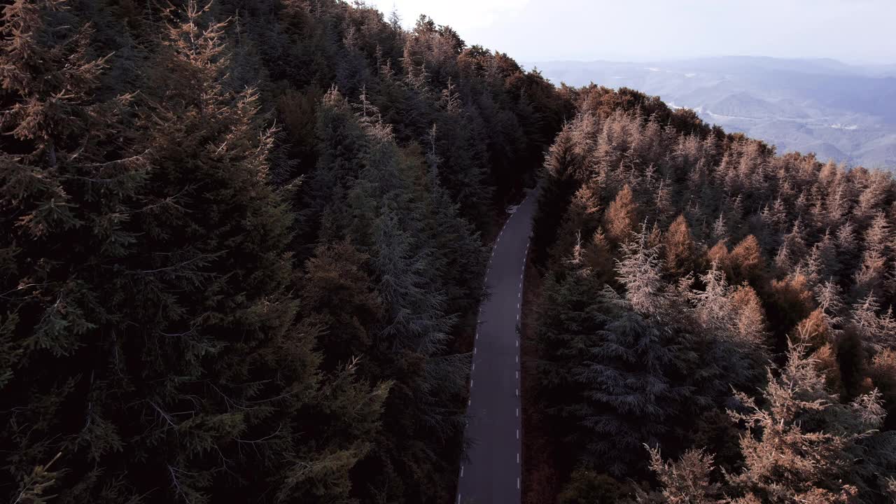 无人机视野的美丽道路之间的冷杉森林在西班牙山区。视频下载