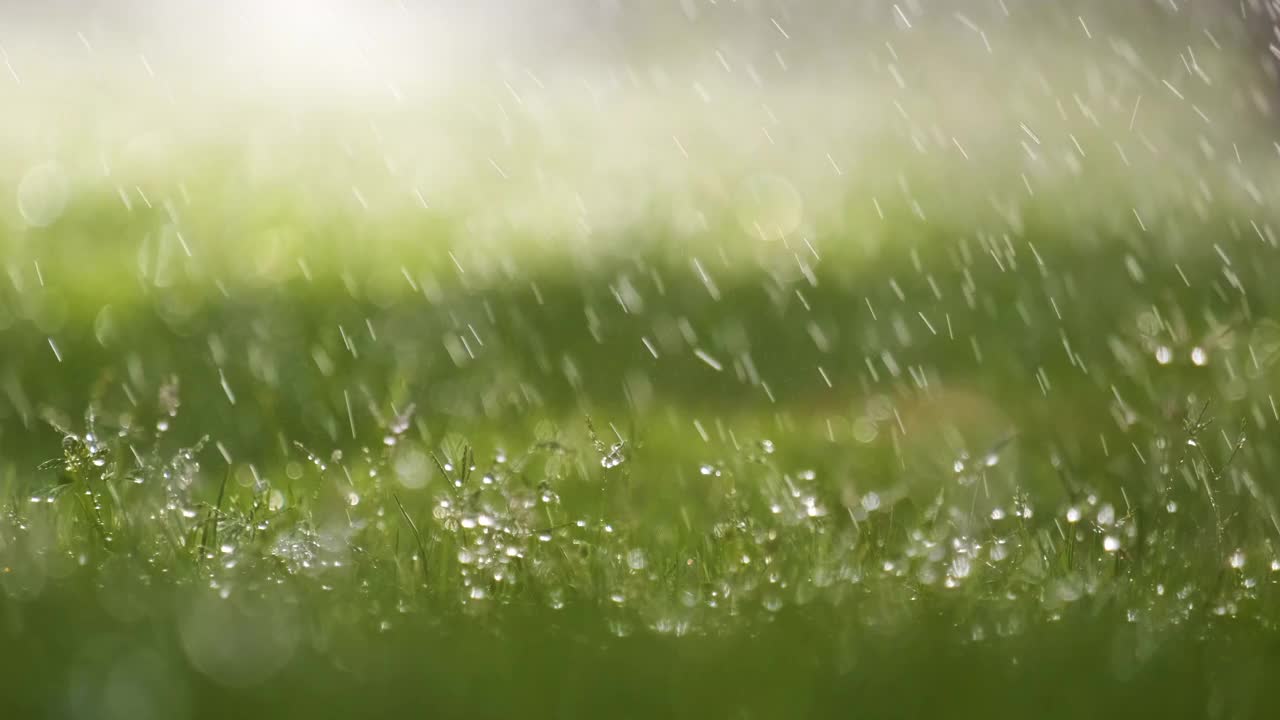 夏天，雨滴落在绿草上的特写。视频素材