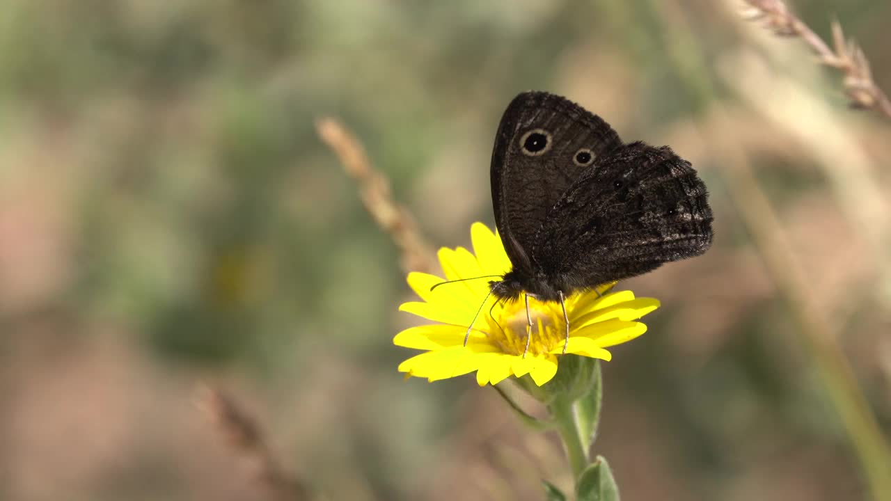 木若虫蝴蝶在黄色向日葵猎鹰山莫里森科罗拉多州视频下载