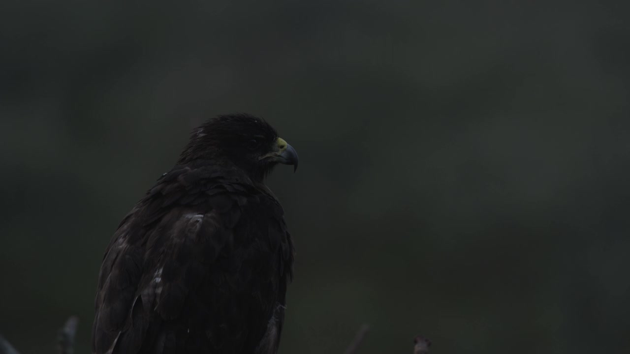 加拉帕戈斯群岛的猛禽视频素材