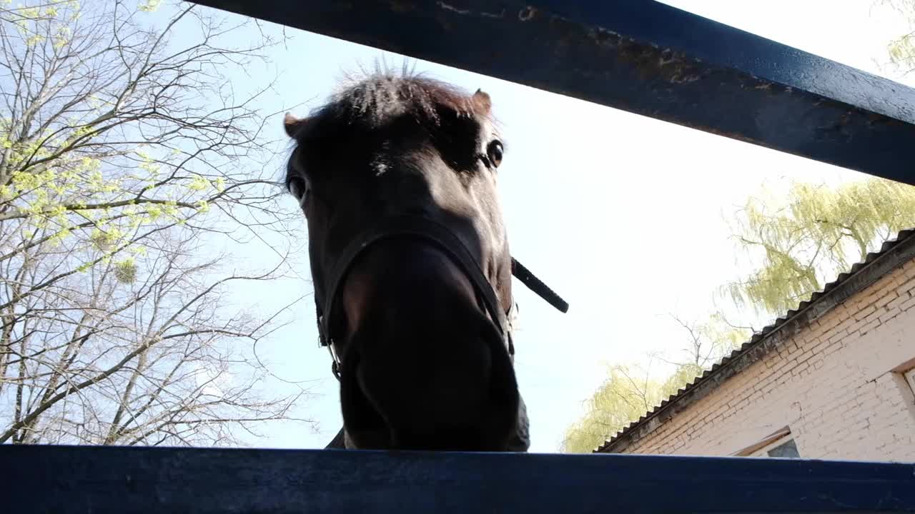 黑马围篱外。维护，马匹饲养，竞技场。视频素材