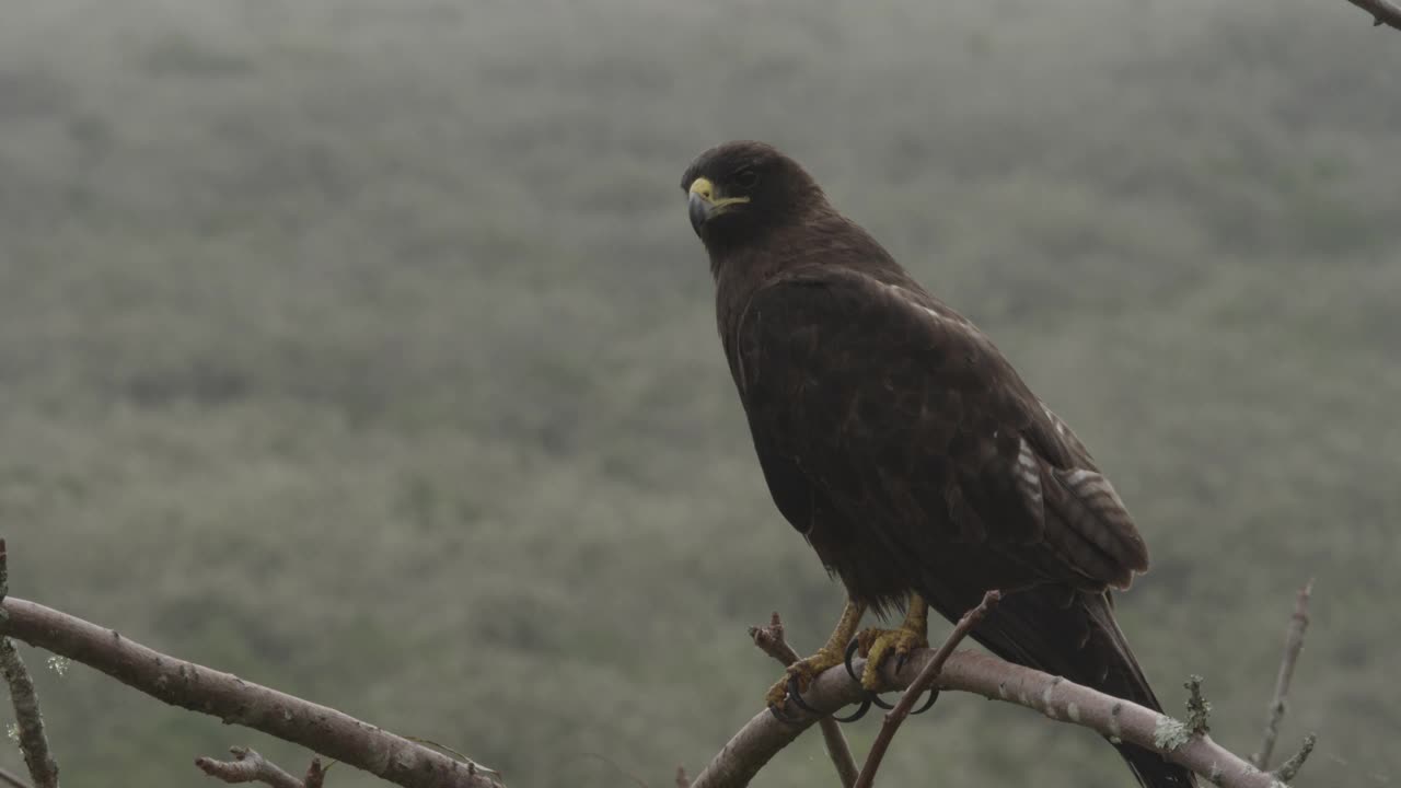 加拉帕戈斯群岛的猛禽视频素材