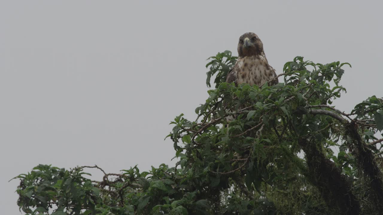 加拉帕戈斯群岛的猛禽视频下载