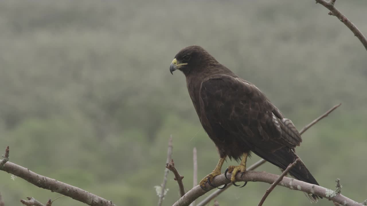 加拉帕戈斯群岛的猛禽视频下载