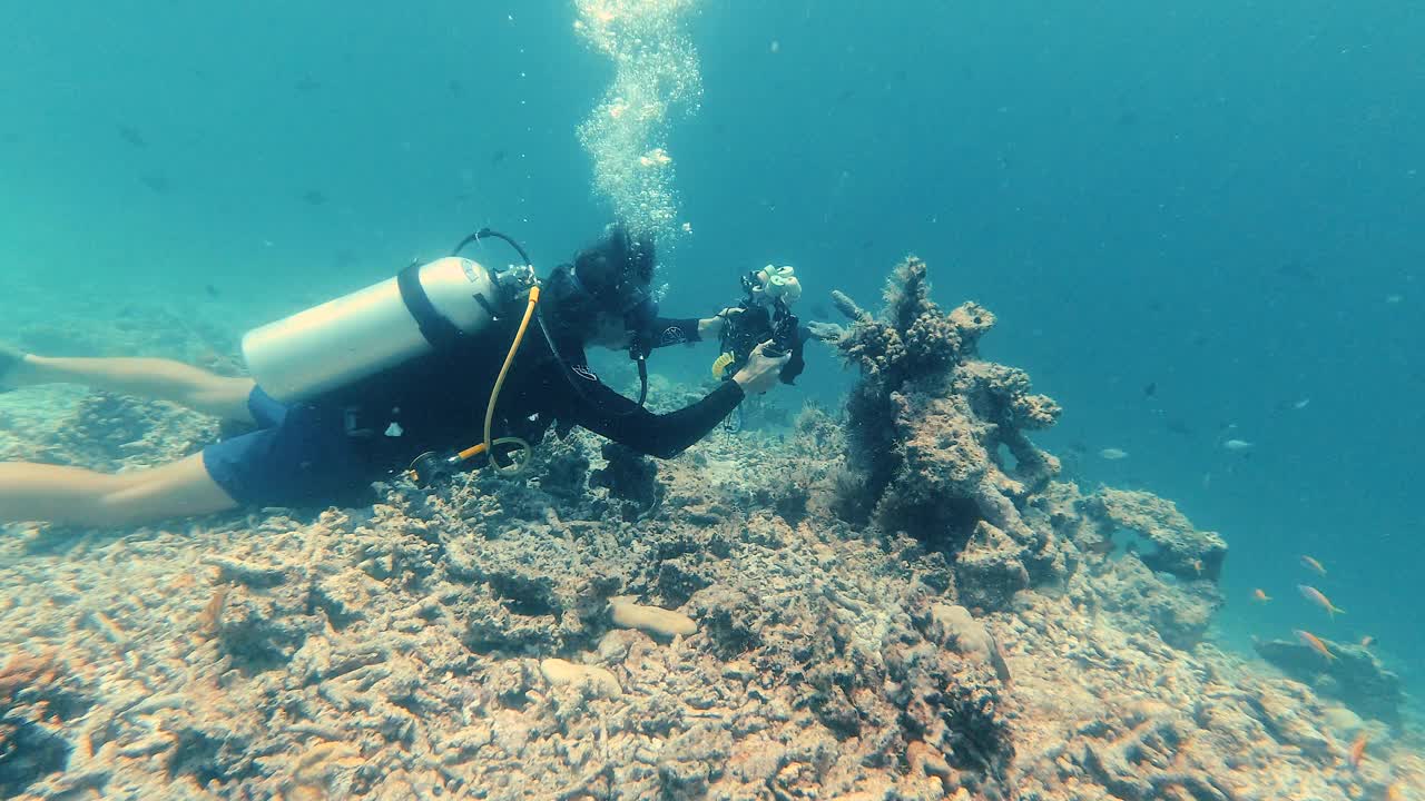 戴水肺的潜水员在水下拍摄海洋生物视频下载