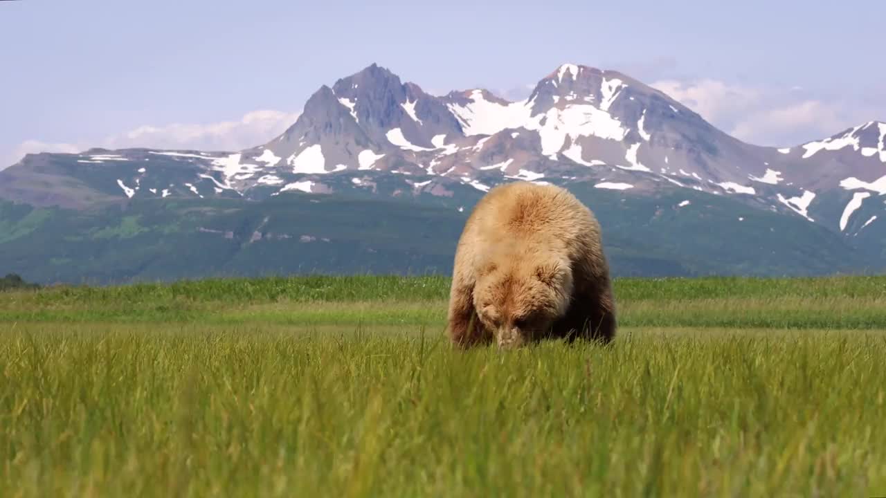棕熊放牧视频素材
