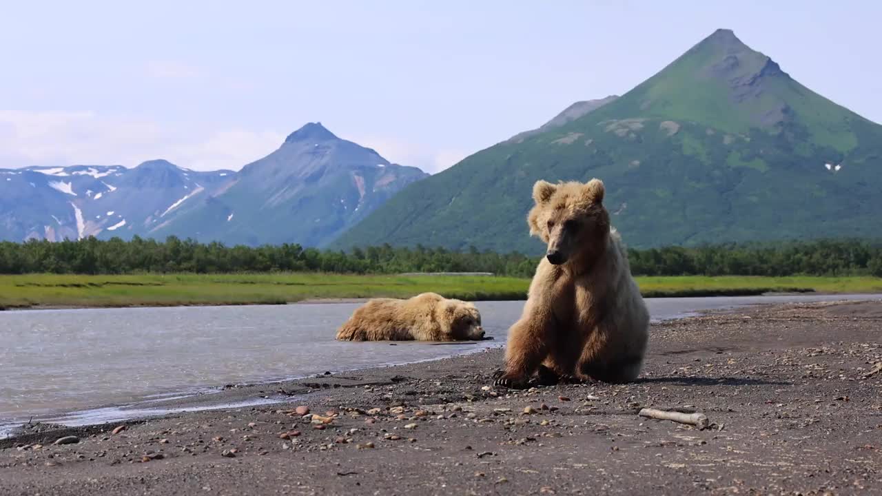 棕熊降温视频素材