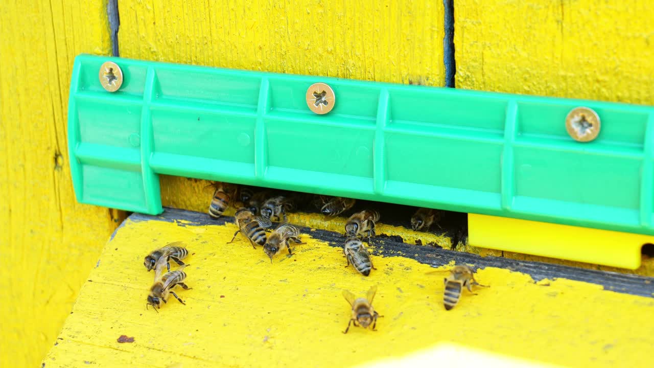蜂巢里的蜜蜂。慢蜂把蜂蜜送到蜂巢视频素材