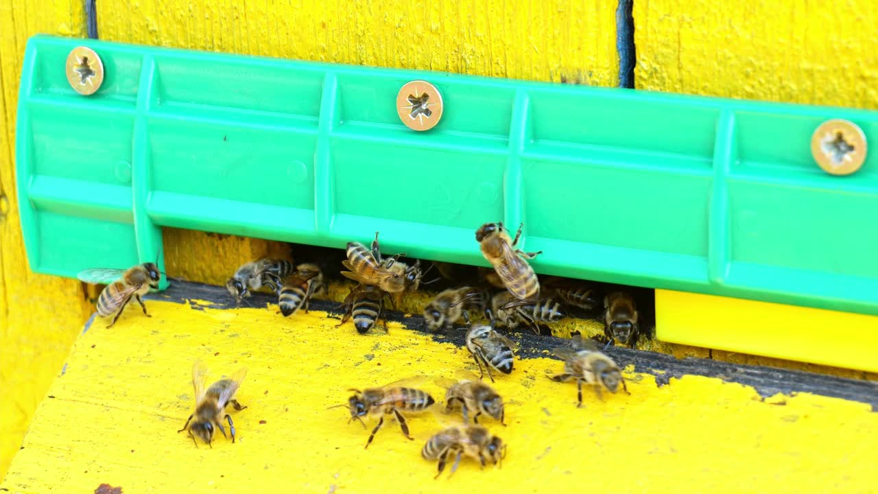 蜂巢里的蜜蜂。慢蜂把蜂蜜送到蜂巢视频素材