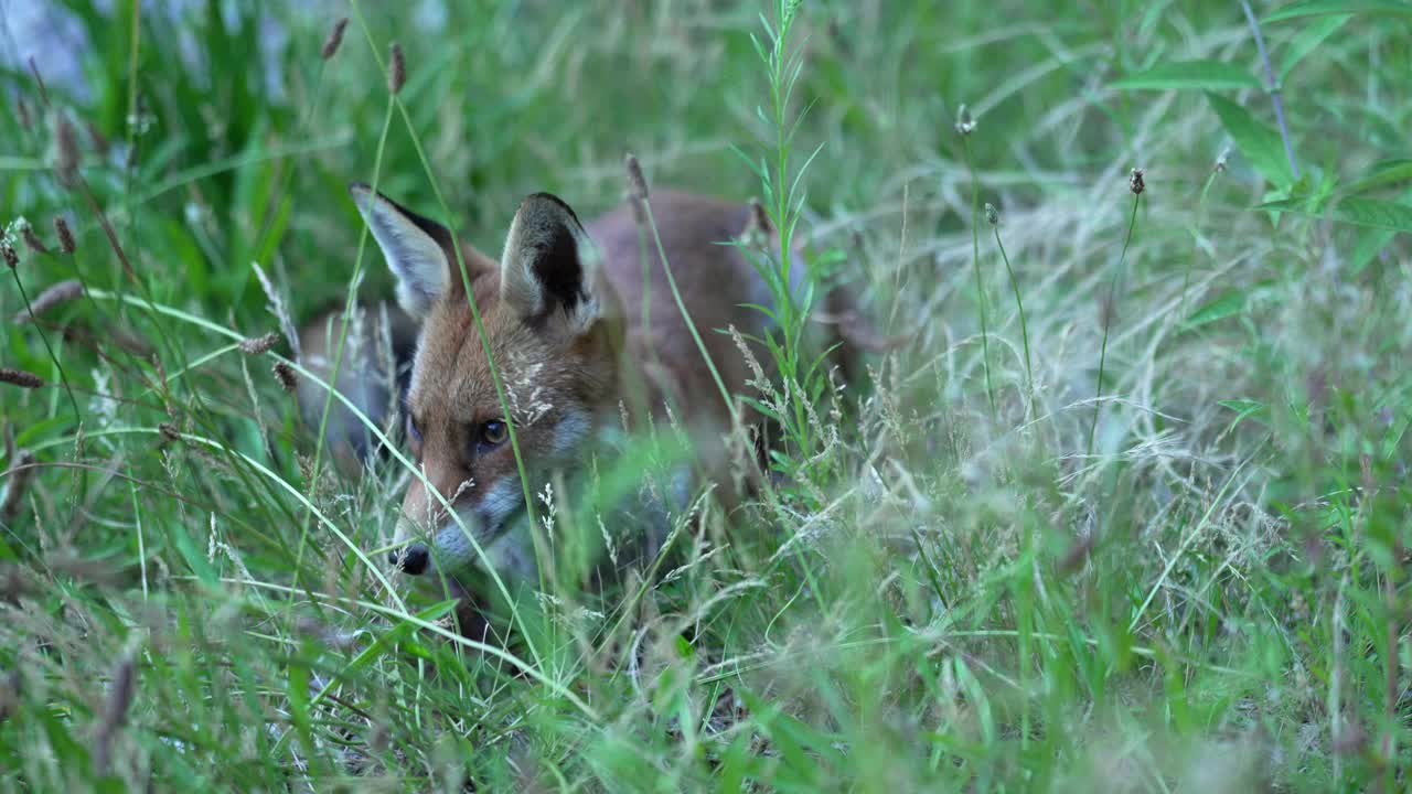 红城狐狸视频素材