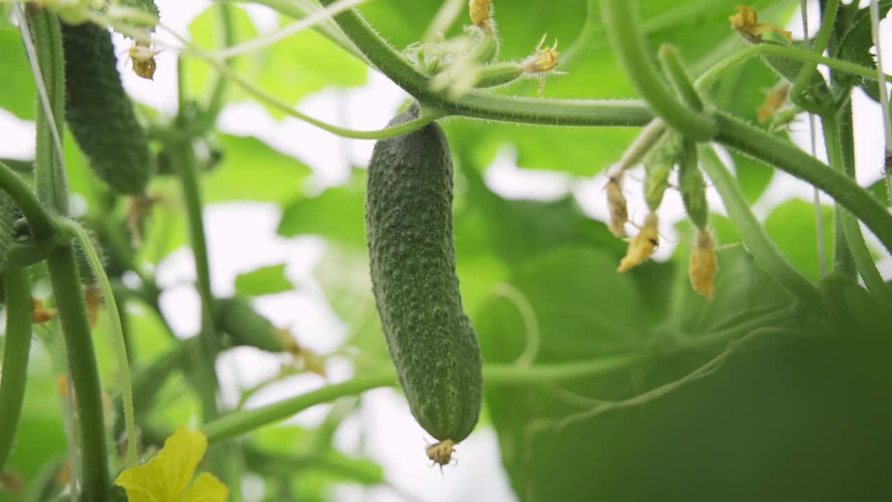女人在温室里摘黄瓜。有机农业。慢动作视频下载