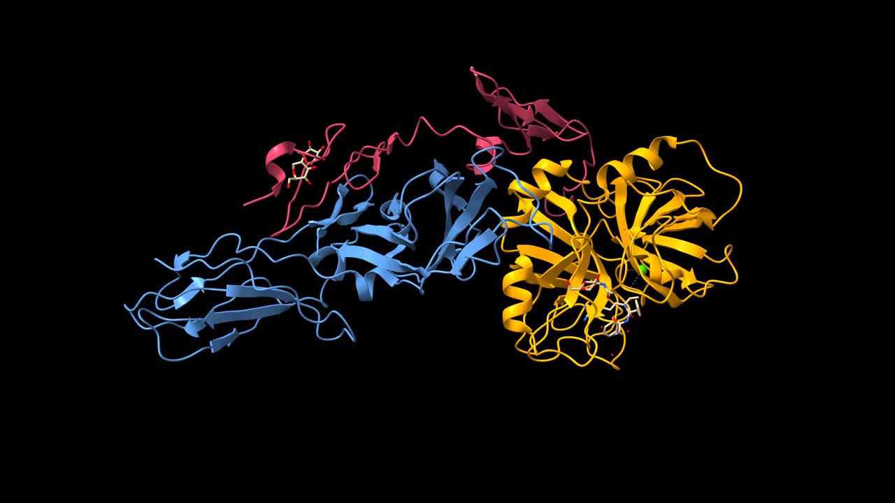 组织因子(蓝色)-因子via(橙色和紫色)复合物的结构视频素材