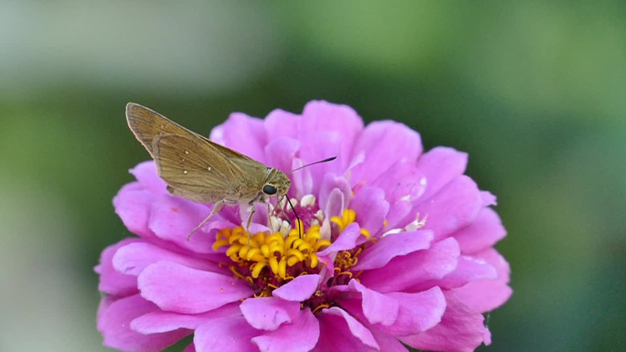 蝴蝶从淡紫色花朵的花瓣中吸取花蜜视频下载