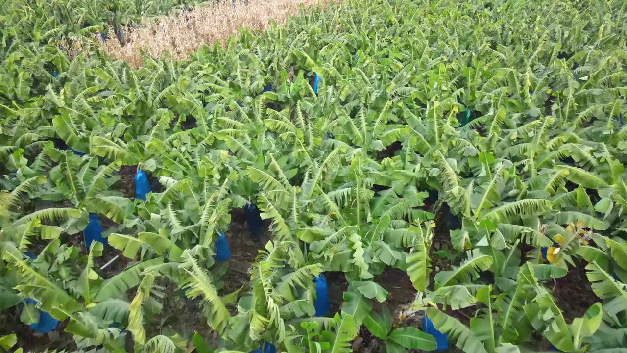 土耳其安塔利亚Gazipasa的一个香蕉田的4K无人机视频视频下载