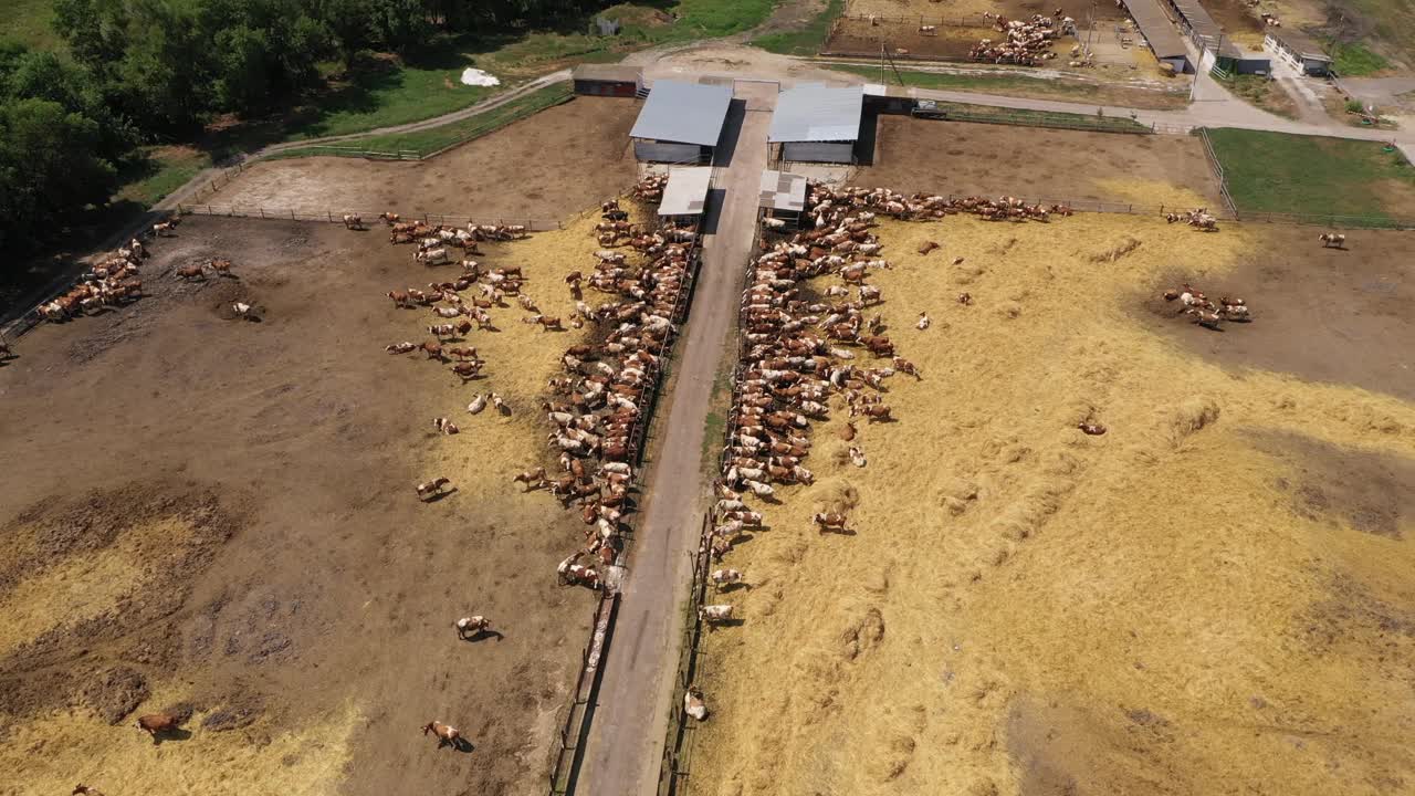 奶牛场里的一群奶牛视频素材