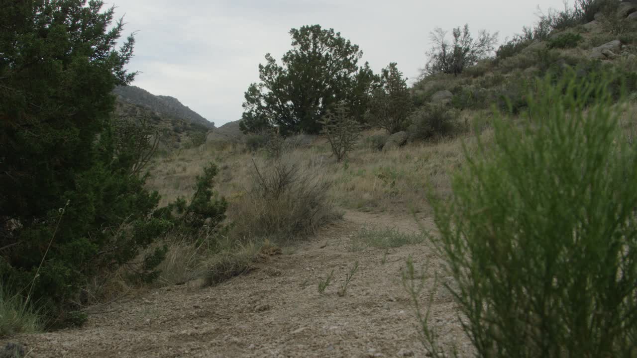 中等角度的干燥的有树的长满草的灌木丛。在bg中部分可见的山或小山。可能是沙漠或荒野。视频素材