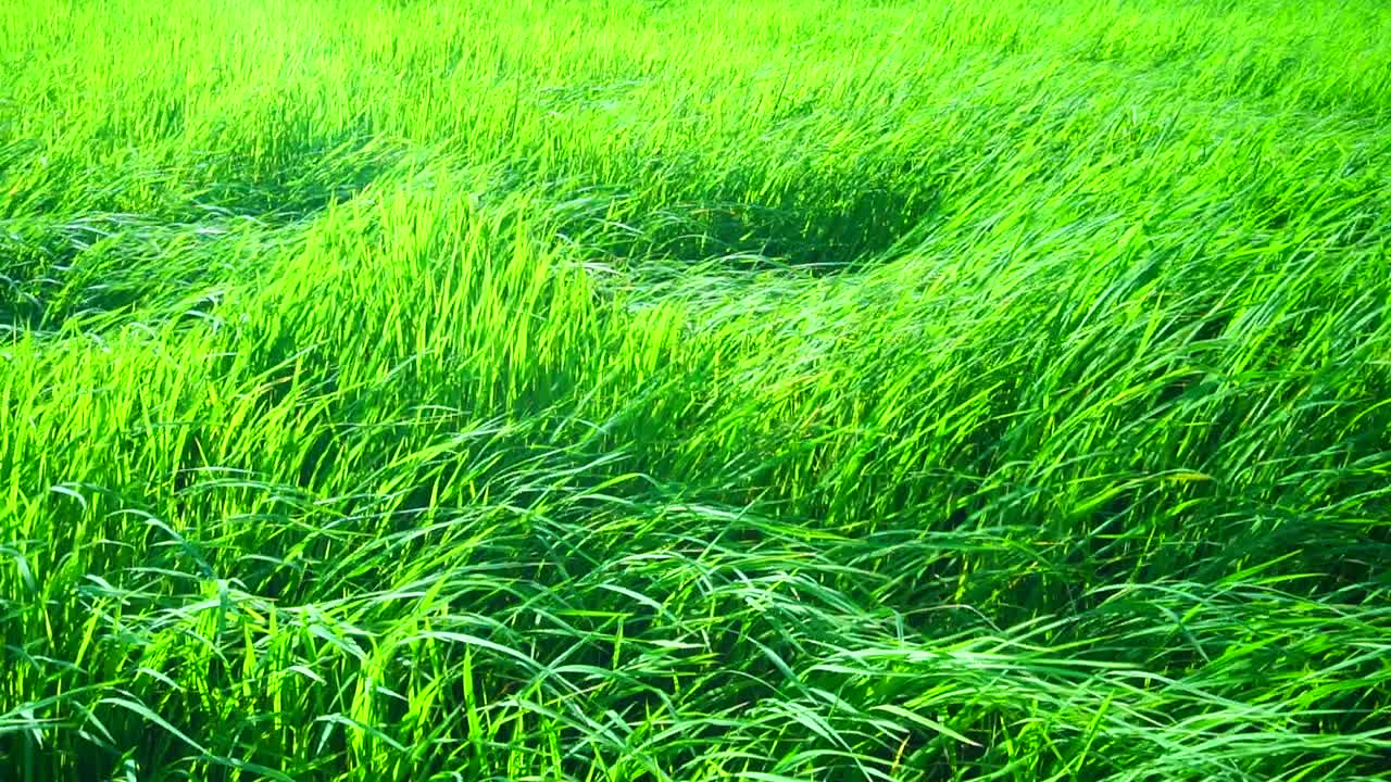 慢镜头:风吹过草地的特写镜头视频下载