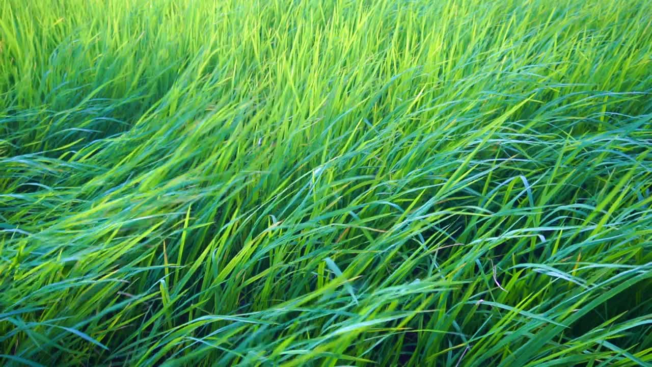 慢镜头:风吹过草地的特写镜头视频素材