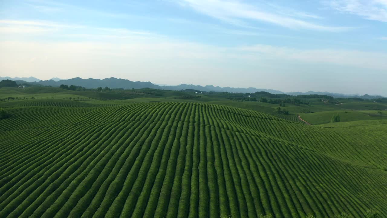 贵州的一个绿茶园视频素材