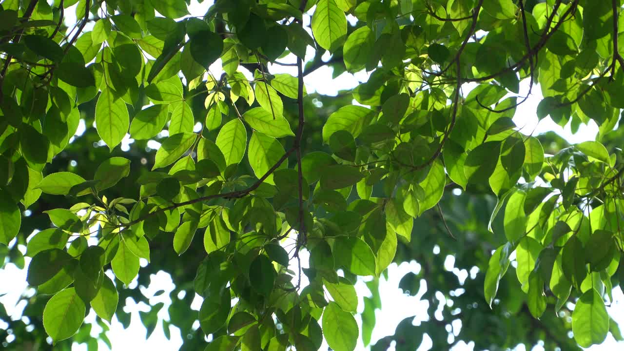 树在夏天的阳光下视频素材