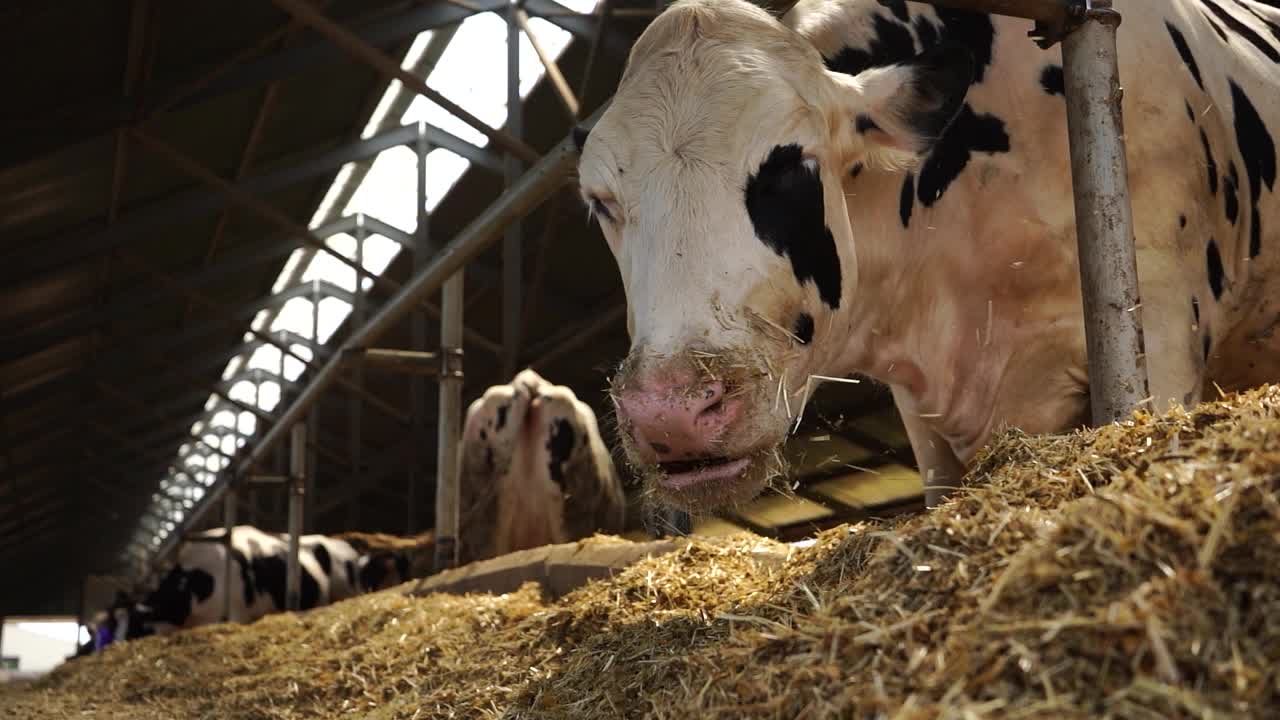 牛以干草为食视频素材