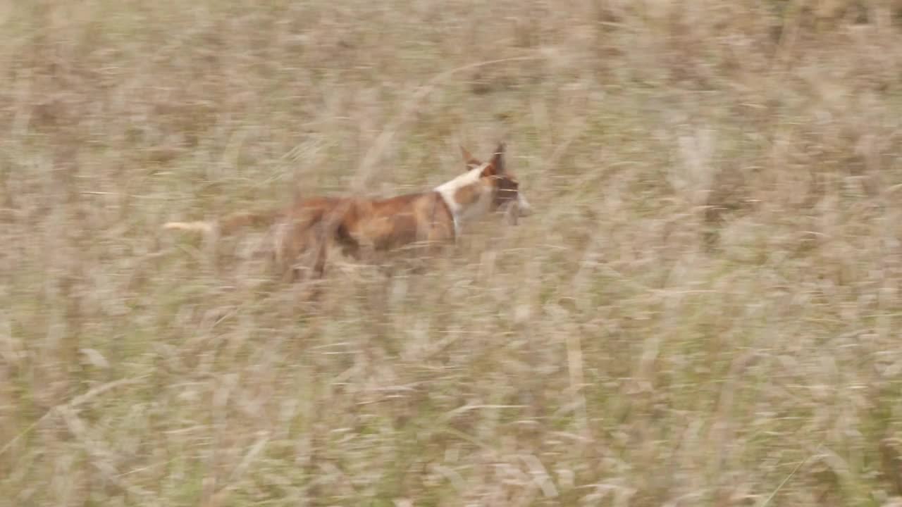 非洲-野狗视频下载