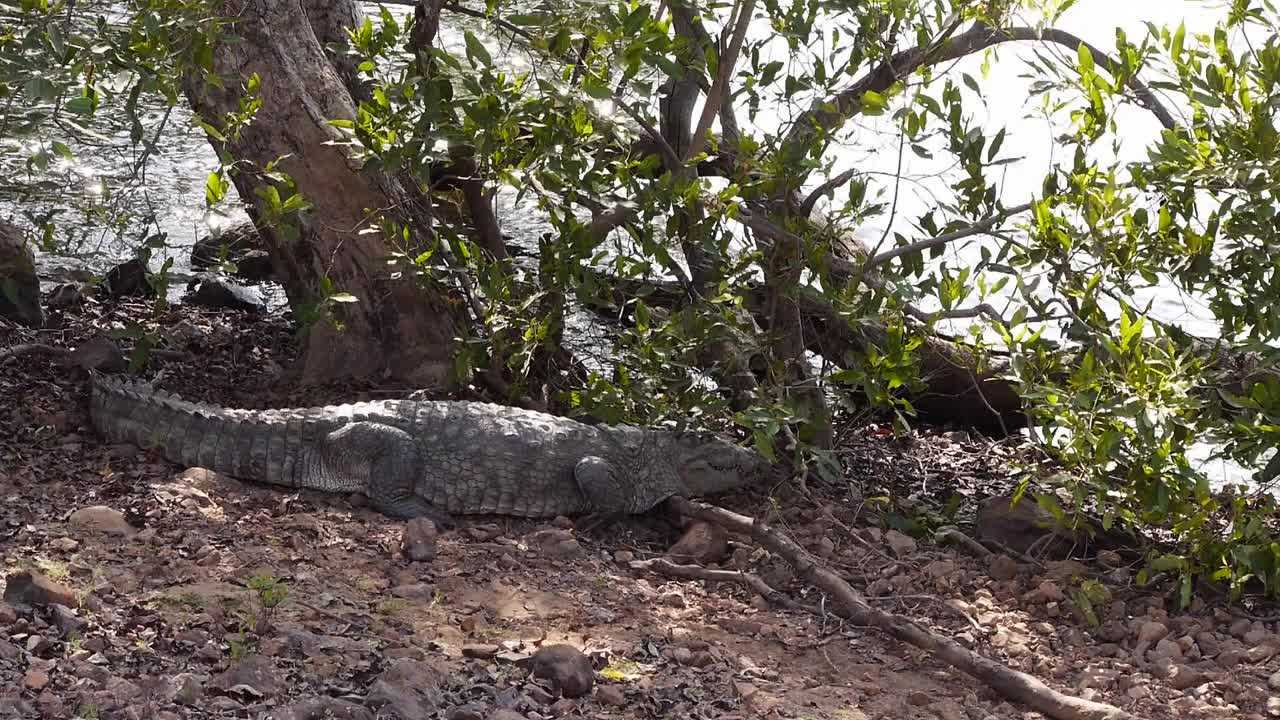 鳄鱼,非洲,部分,树荫视频素材