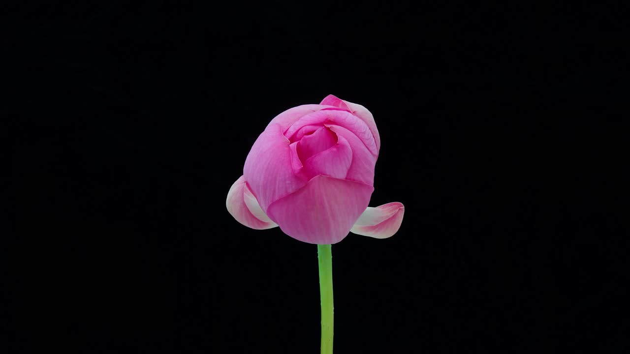 4K时间流逝的镜头，盛开的粉红色莲花从蓓蕾到充分开花然后回到蓓蕾隔离在黑色背景，关闭b滚动镜头侧视图。视频素材