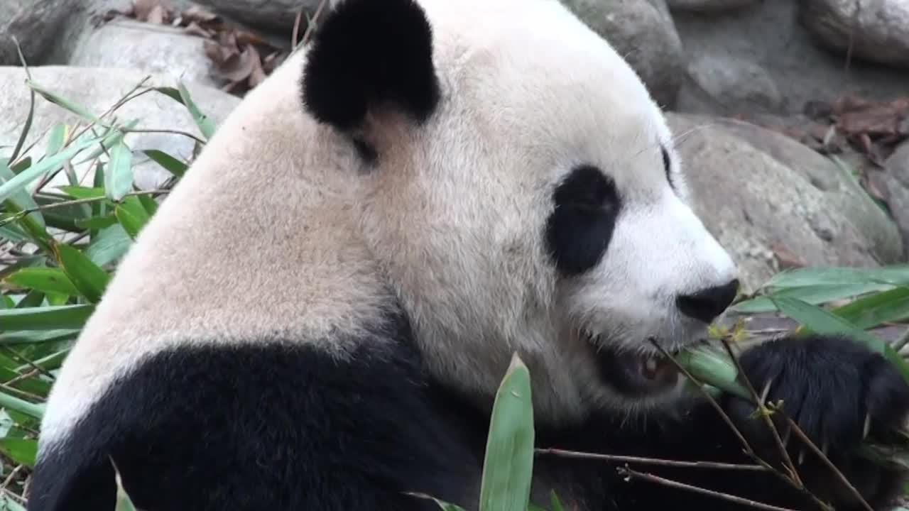 大熊猫吃竹子，中国，全高清视频视频素材