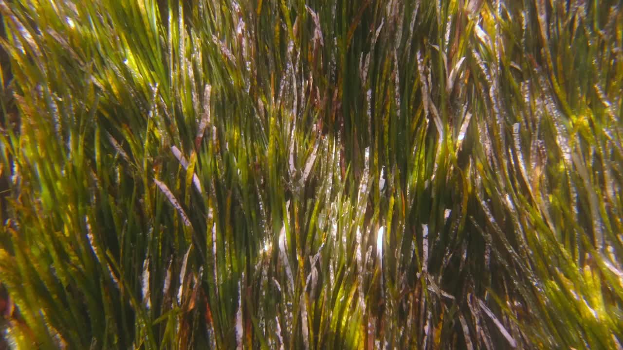 海浪在海藻上的反射视频下载
