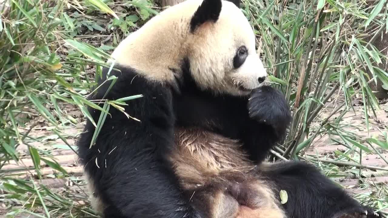 大熊猫在中国的视角，全高清视频，用三脚架录制视频素材