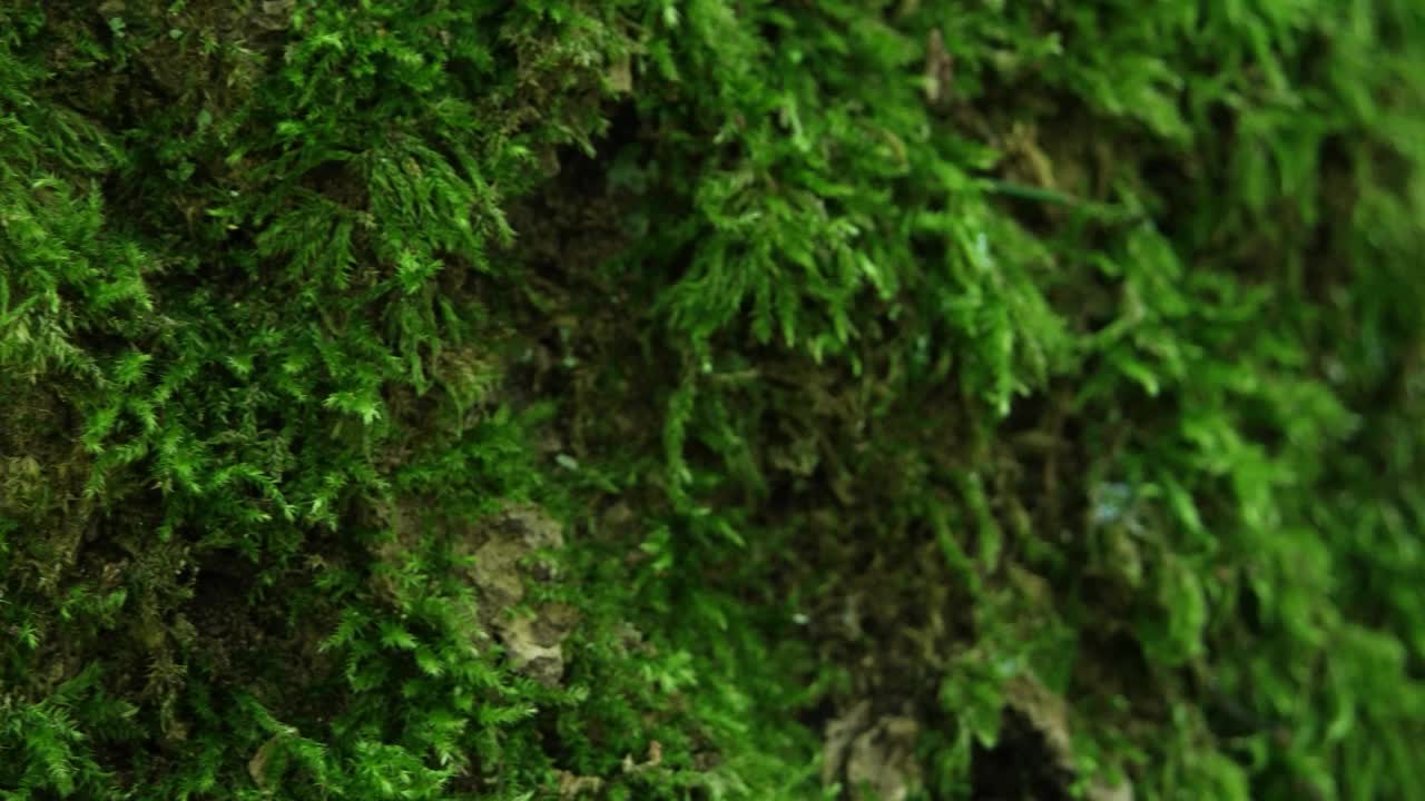 绿色苔藓近距离滑球拍摄在森林的树干。实时无人视频素材