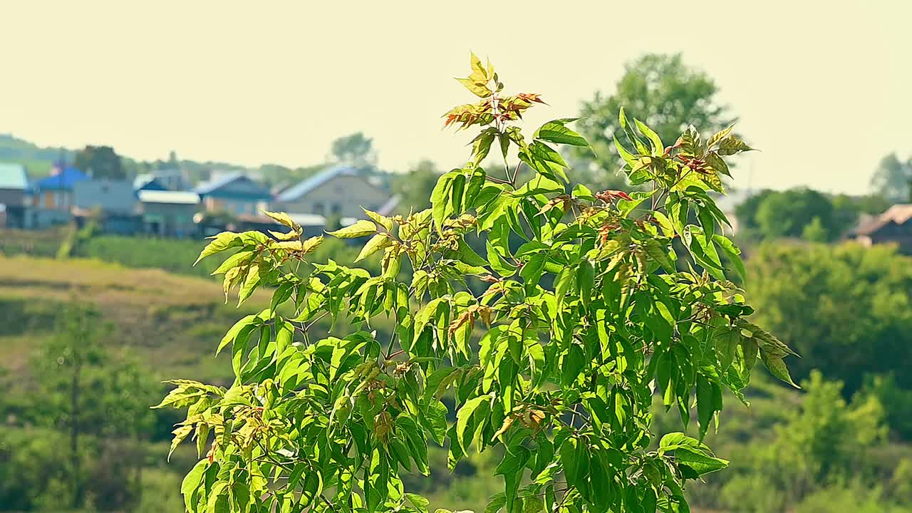 年轻的菩提树对着村庄的背景。视频素材