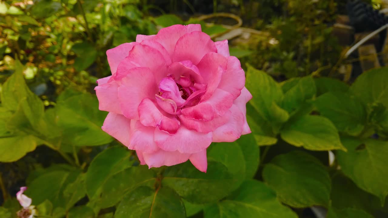 一朵美丽的粉红色玫瑰在花园里盛开视频素材