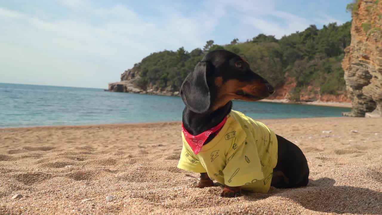 可爱的腊肠小狗穿着黄色t恤，坐在沙滩上散步，欣赏美丽的海景。沙滩上沉思的狗视频下载