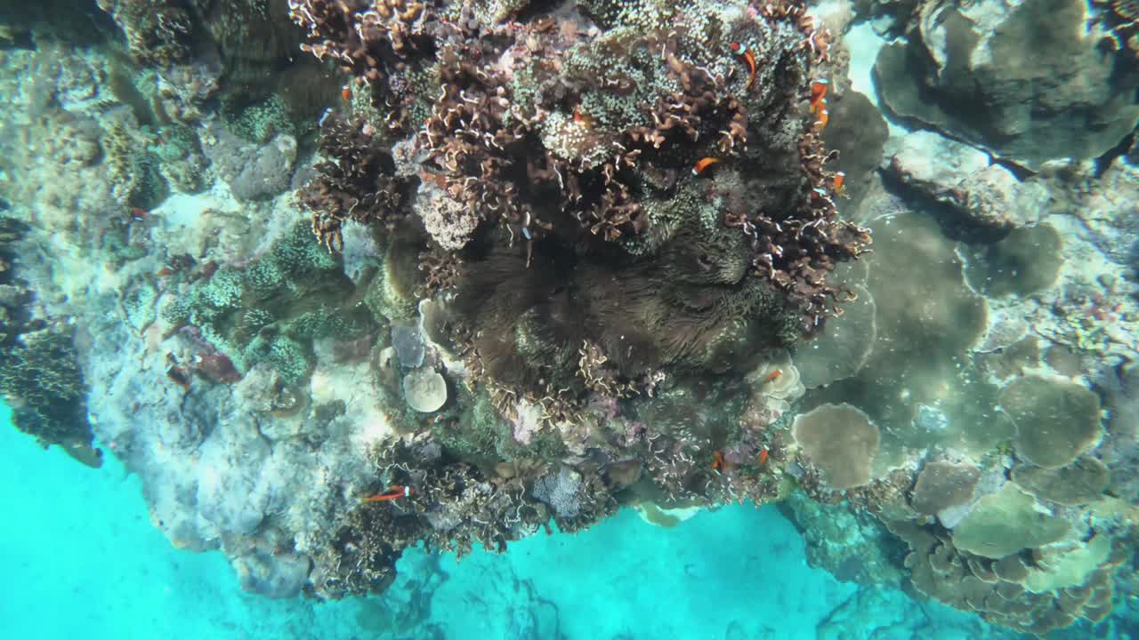放大漂浮的景象，一束番茄，红色小丑鱼成群结队地聚集在软珊瑚和硬珊瑚周围的悬崖，水下浅水，蓝色的蓝绿色的海洋视频素材