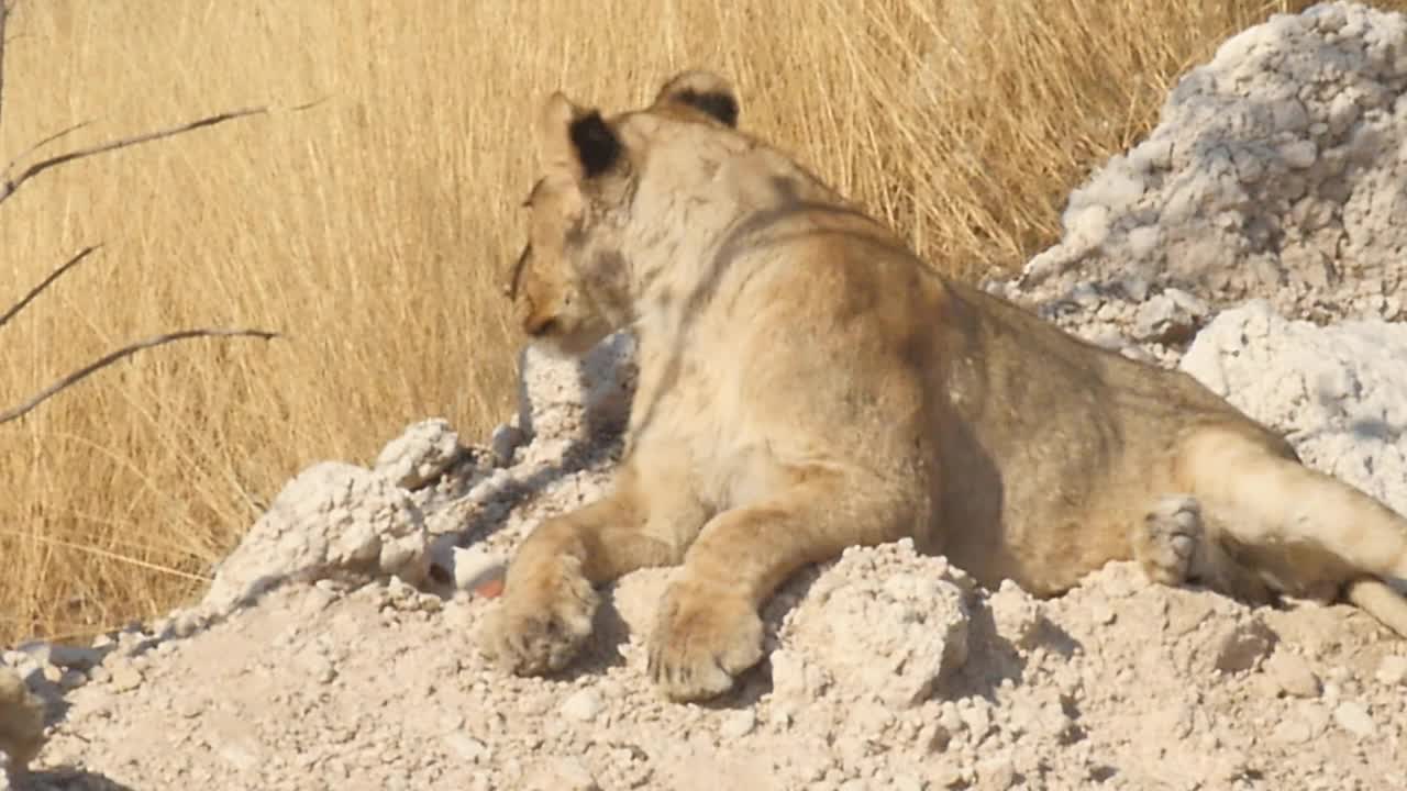 非洲-狮子休息视频素材