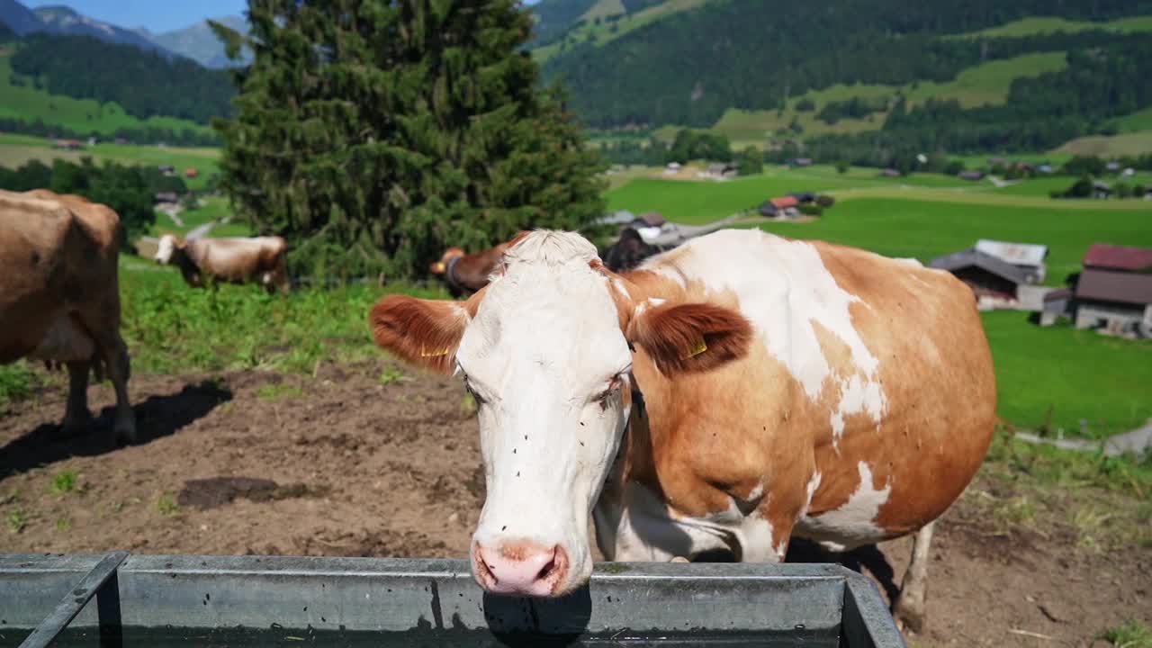 在瑞士放牛视频素材