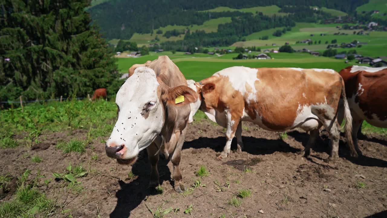在瑞士放牛视频素材