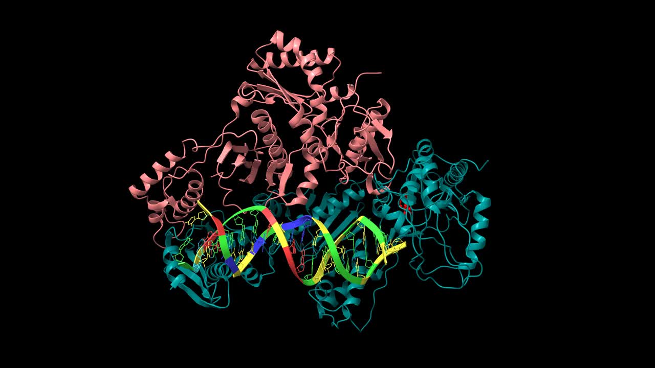 HIV-1逆转录酶与RNA/DNA和奈韦拉平复合物的结构(红色)视频素材