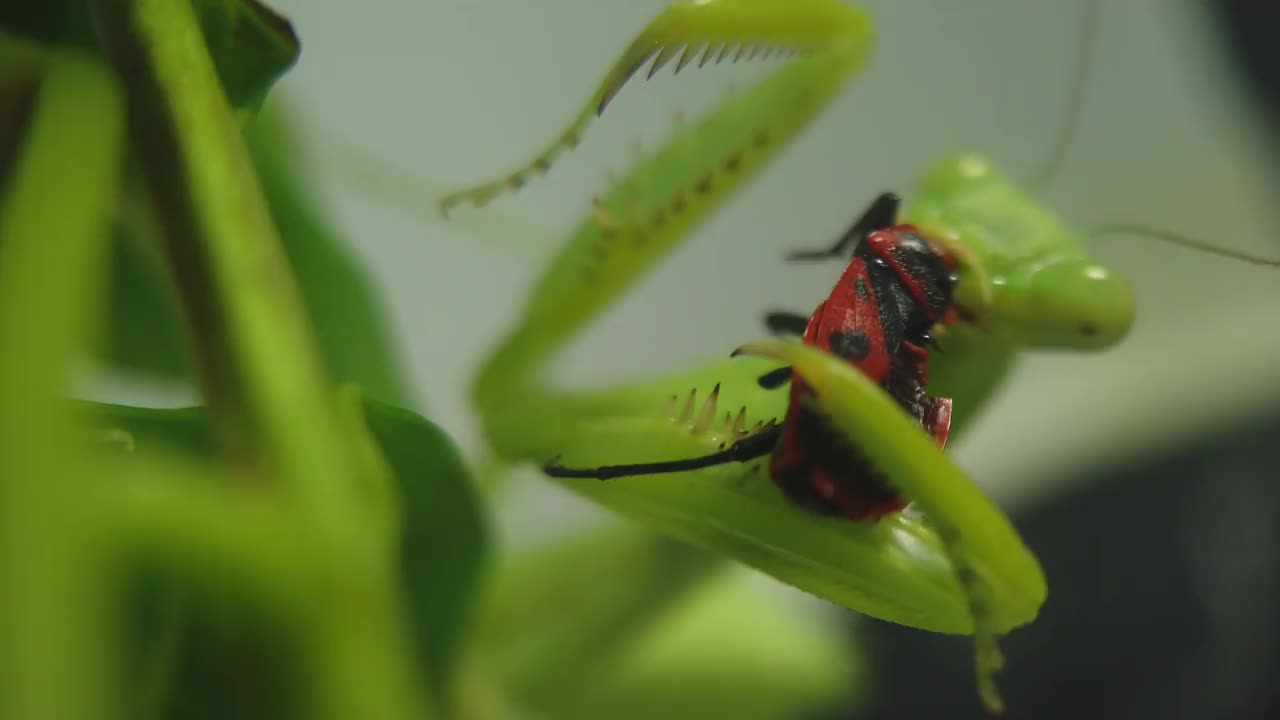 螳螂被抓到并吃掉了一只藏在树叶阴影下的昆虫视频下载